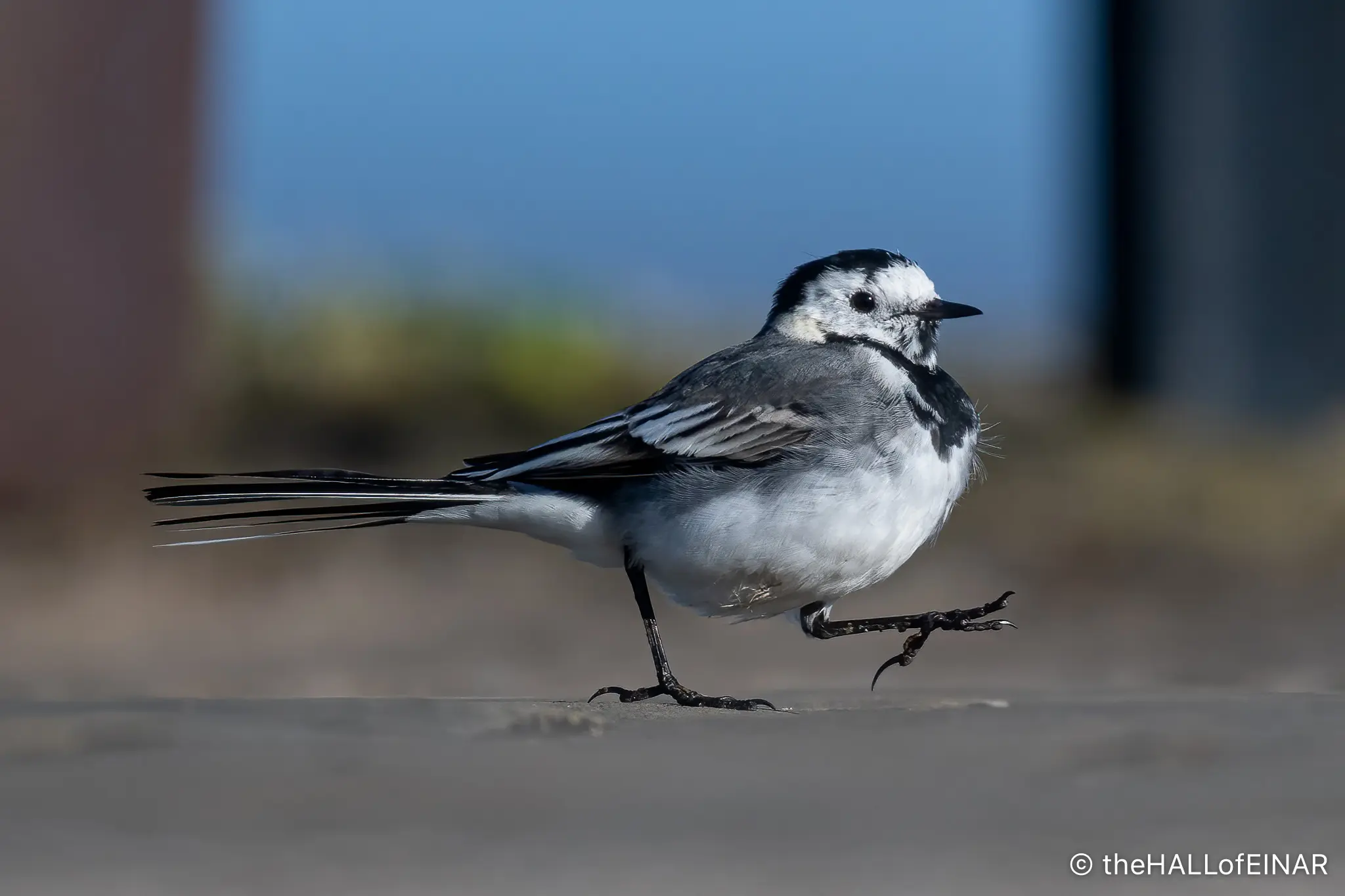 A Pied Wagtail walking with its left foot in the air. Copyright The Hall of EINAR.